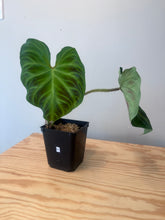 Load image into Gallery viewer, 93. Philodendron Verrucosum