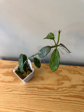 Load image into Gallery viewer, 295. Hoya Diversifolia Splash