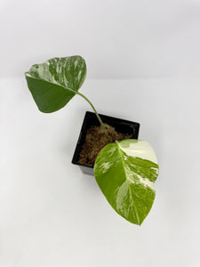 Monstera Deliciosa Albo Variegated B