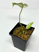 Load image into Gallery viewer, Philodendron Gloriosum Variegated D