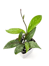Load image into Gallery viewer, Hoya Pubicalyx Silver