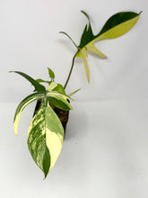 Load image into Gallery viewer, Philodendron Florida Beauty D