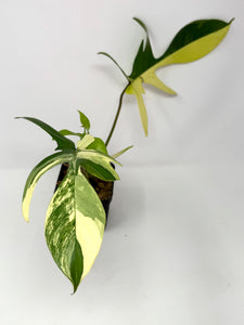 Philodendron Florida Beauty D
