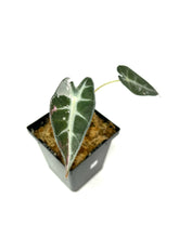 Load image into Gallery viewer, Alocasia Bambino Pink Variegated F