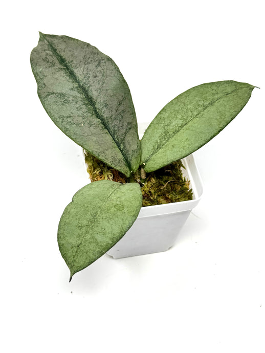 Hoya Mitrata Silver D