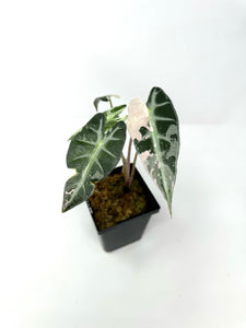 Alocasia Bambino Pink Variegated E