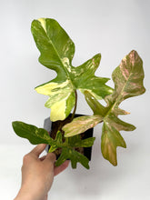 Load image into Gallery viewer, Philodendron Florida Beauty x Mayoi
