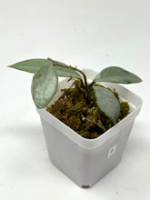 Load image into Gallery viewer, Hoya Wilbur Graves Silver E