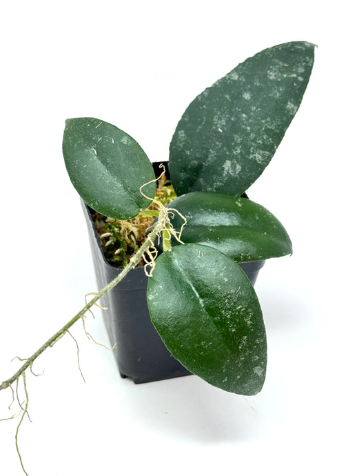 Hoya Caudata 'Sumatra'