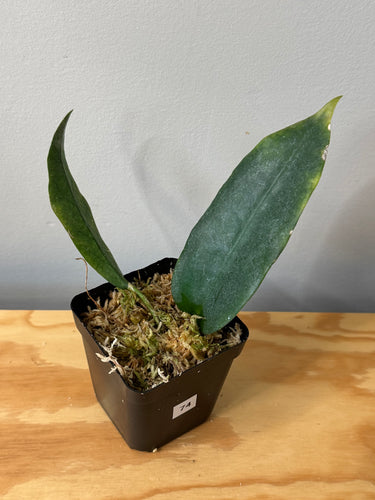 74. Hoya Onychoides