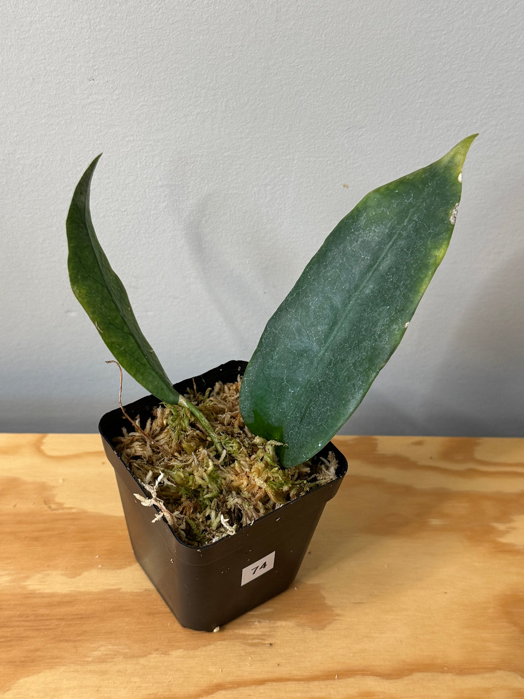 74. Hoya Onychoides