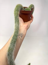 Load image into Gallery viewer, Cleistocactus Colademononis “Monkey Tail Cactus” Large Plant (Long hair variant) - Ships within Canada only
