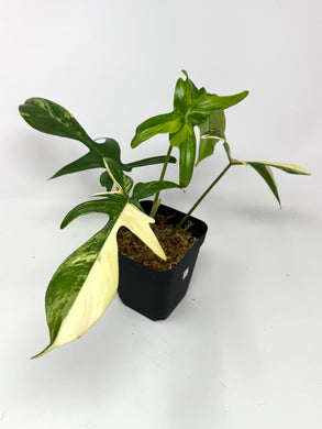 Philodendron Florida Beauty A