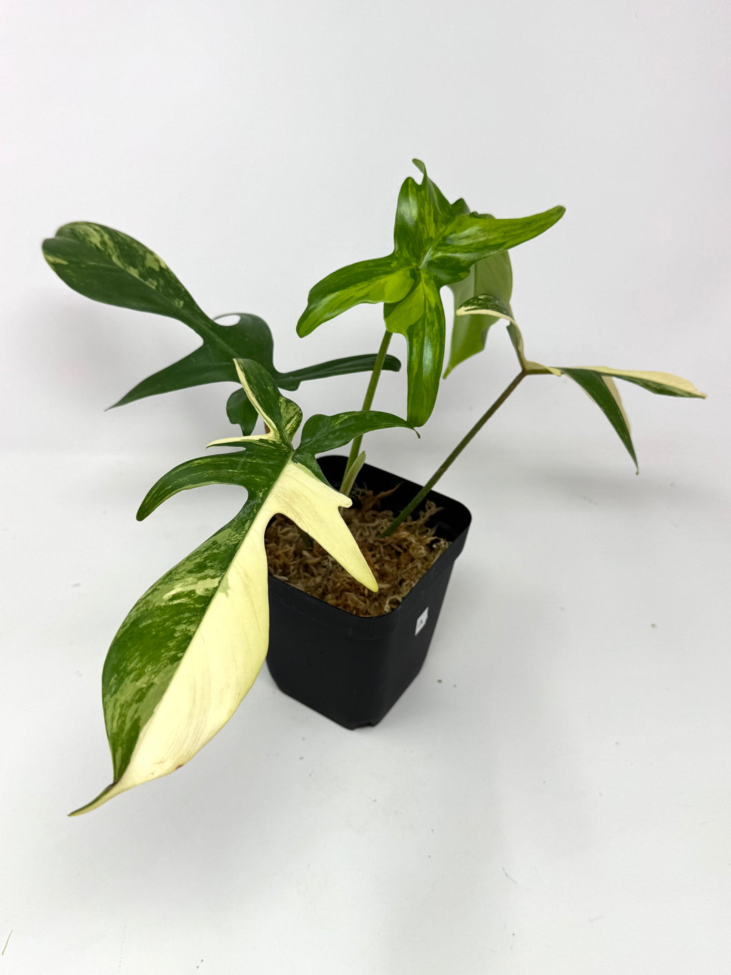 Philodendron Florida Beauty A