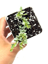 Load image into Gallery viewer, Dischidia Ruscifolia Variegated