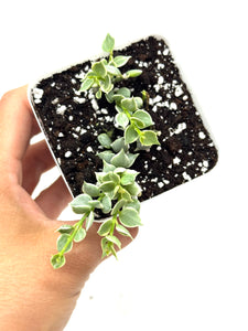 Dischidia Ruscifolia Variegated
