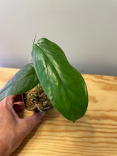 Load image into Gallery viewer, 63. Amydrium Medium
