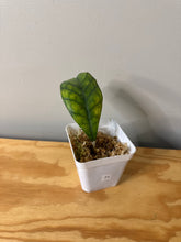 Load image into Gallery viewer, 71. Hoya Deykeae