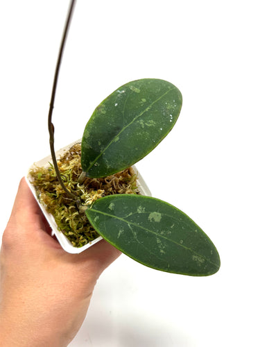 Hoya Rintzii (Borneo)