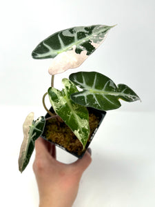 Alocasia Bambino Pink Variegated E