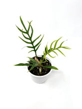 Load image into Gallery viewer, Philodendron Tortum 4”