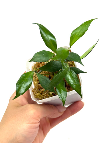Hoya Bakoensis