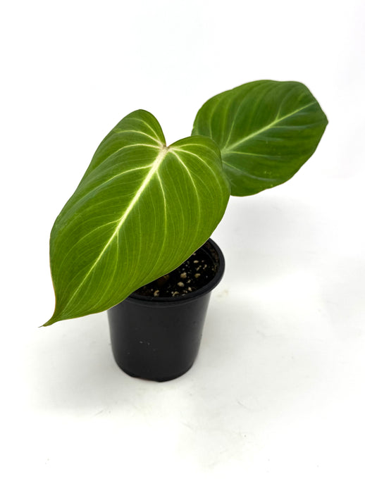 Philodendron Gloriosum 4”