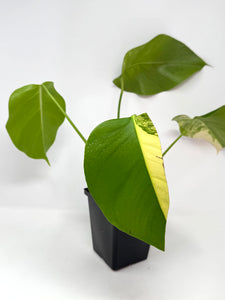 Monstera Deliciosa Aurea Variegated A