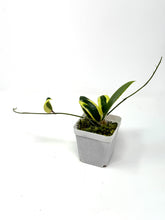 Load image into Gallery viewer, Hoya Acuta Albo Variegated