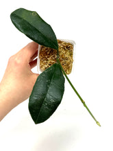 Load image into Gallery viewer, Hoya Hamiltoniorum