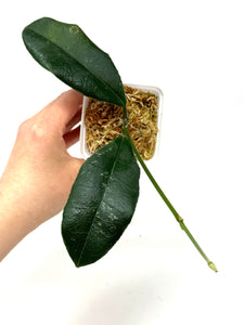 Hoya Hamiltoniorum