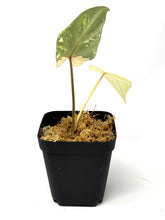 Load image into Gallery viewer, Philodendron Gloriosum Variegated F