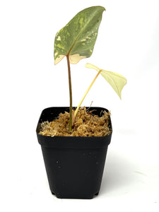 Philodendron Gloriosum Variegated F