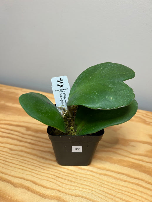 92. Hoya Kerrii Variegated (inner)