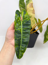 Load image into Gallery viewer, Philodendron Billietiae Variegated B