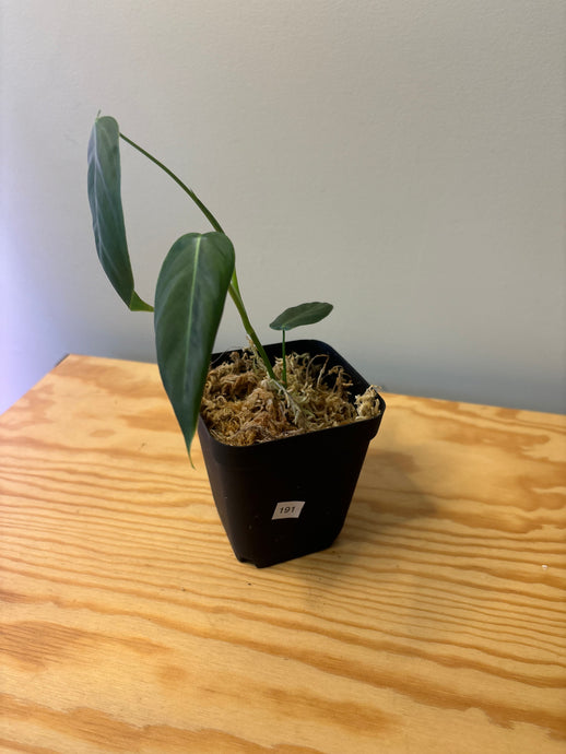 191. Philodendron Sharoniae