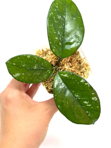 Hoya Carnosa ‘Oval Splash’