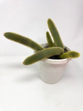 Load image into Gallery viewer, Cleistocactus Winteri “Golden Rat Tail” 6” Hanging Basket - Ships within Canada only