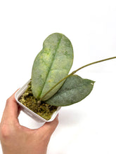 Load image into Gallery viewer, Hoya Mitrata Silver A