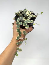 Load image into Gallery viewer, Ceropegia Woodii “String of Hearts” Variegated