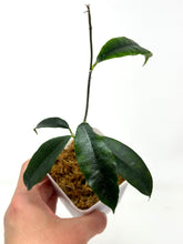 Load image into Gallery viewer, Hoya Sammannaniana