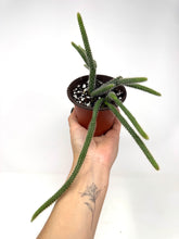 Load image into Gallery viewer, Aporocactus Flagelliformis “Rat Tail Cactus”