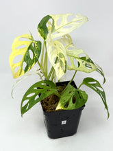 Load image into Gallery viewer, Monstera Adansonii Variegated D
