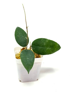 Hoya Caudata 'Sumatra'
