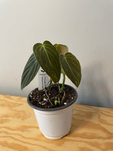 Load image into Gallery viewer, 11. Philodendron Melanochrysum