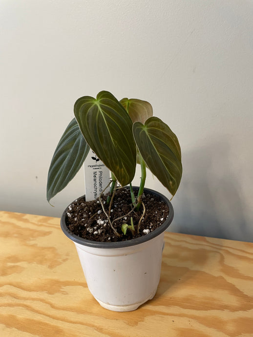 11. Philodendron Melanochrysum