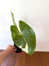 Load image into Gallery viewer, Alocasia Maccrorhiza Variegated A