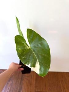 Alocasia Maccrorhiza Variegated A
