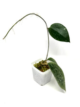 Load image into Gallery viewer, Hoya Glabra Silver A