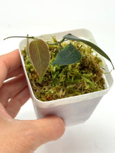 Load image into Gallery viewer, Hoya Patella Pink